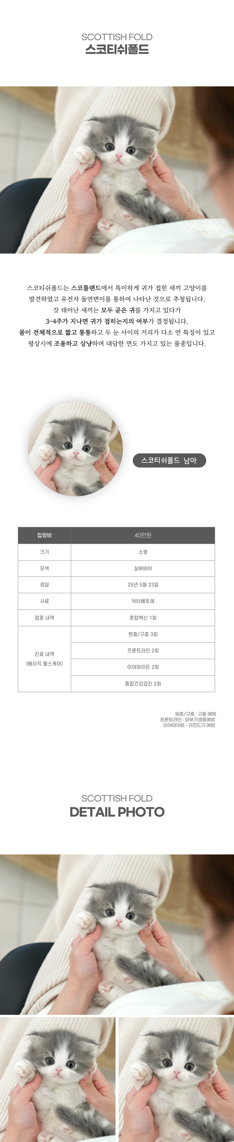 스코티쉬폴드_상세이미지_2
